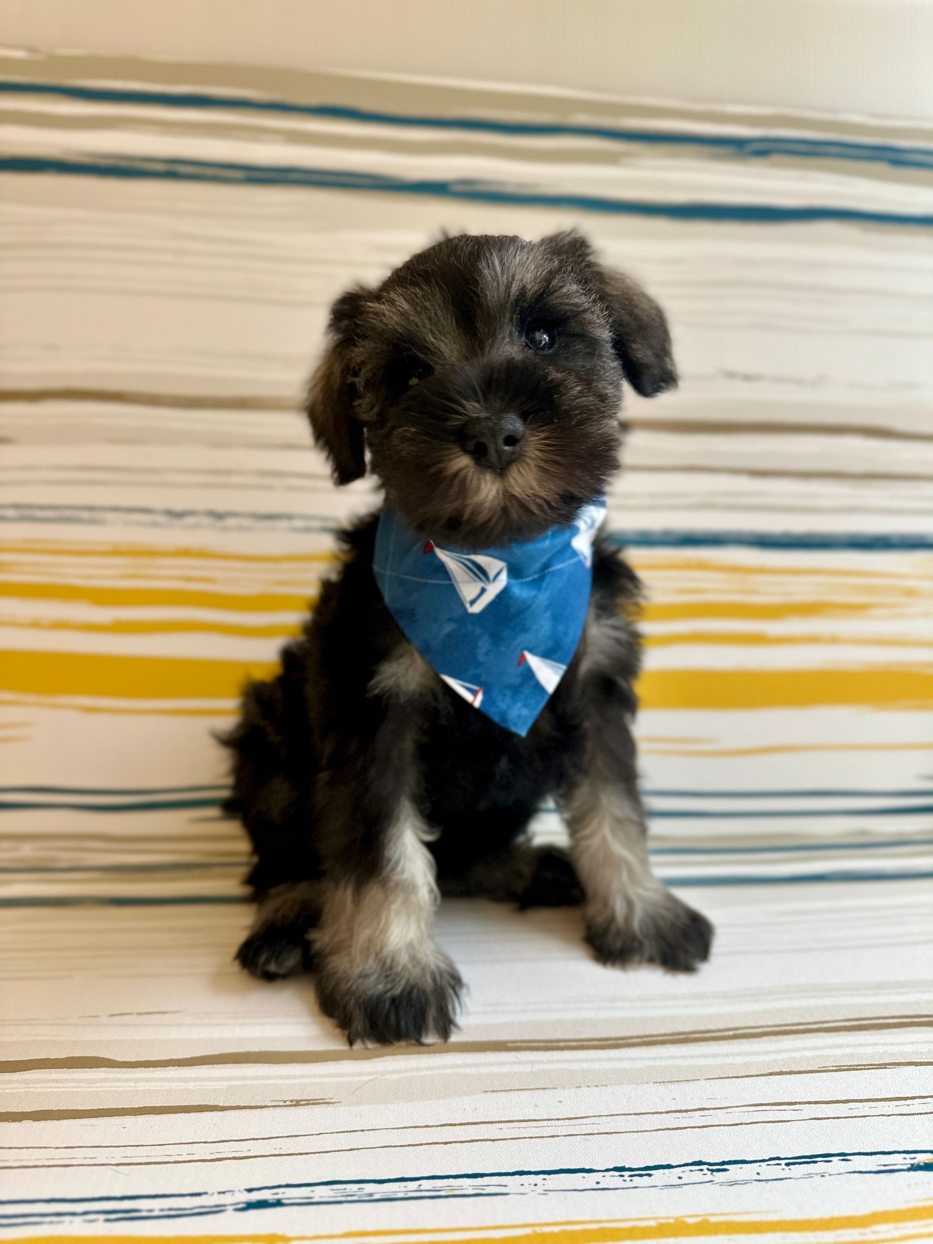 Love At First Sight Pet Center Hattiesburg, MS