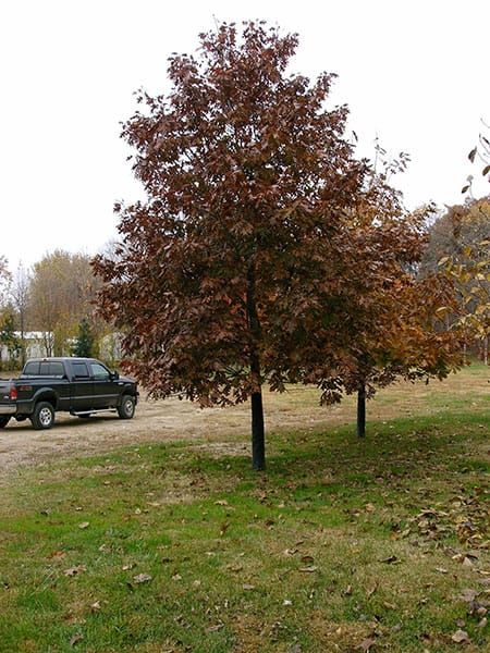 Our Work | Mead Tree & Turf Care Inc