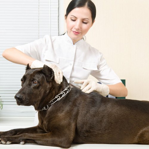 Southwestern Pet Clinic Veterinarian Oklahoma City, OK