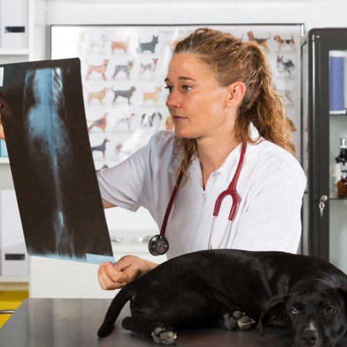 Southwestern Pet Clinic Veterinarian Oklahoma City, OK