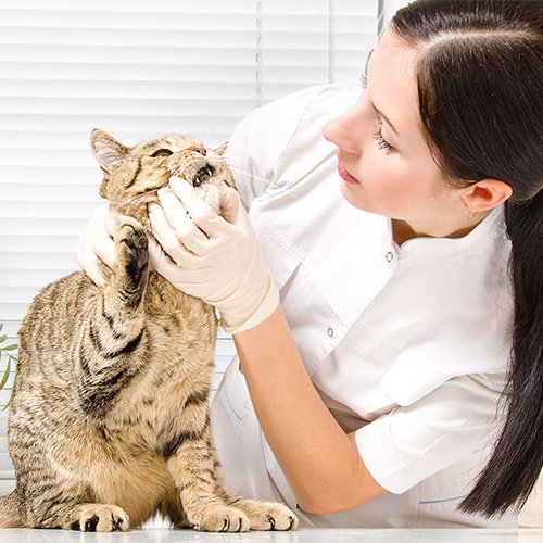 Southwestern Pet Clinic Veterinarian Oklahoma City, OK