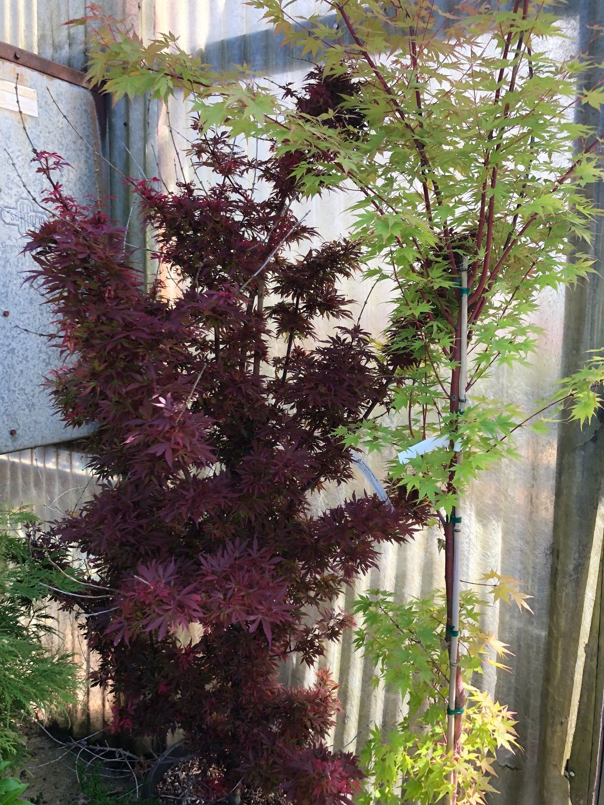 Trees and Shrub Products Edgewood, WA