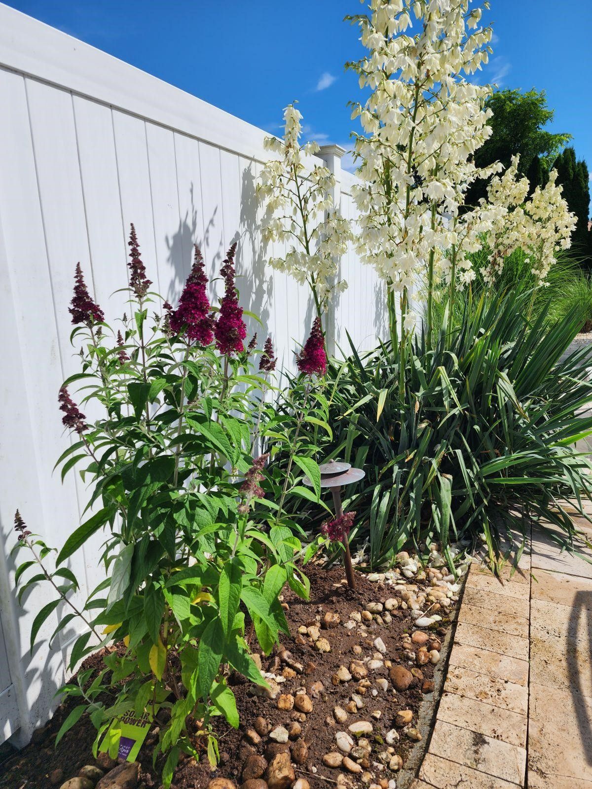 A garden with purple and white flowers and a white fence