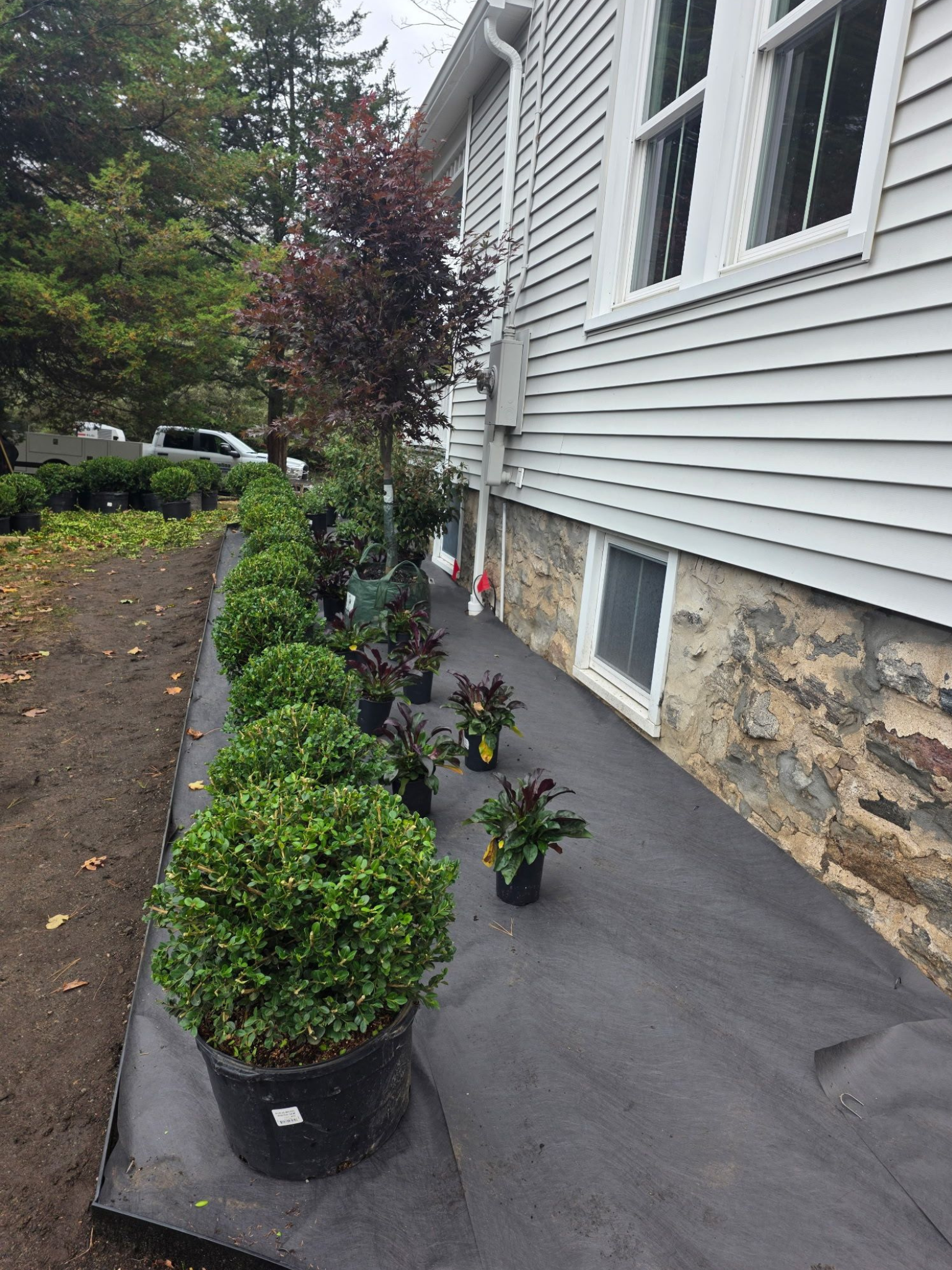 Row of potted plants on black fabric next to a house with white siding and stone foundation.