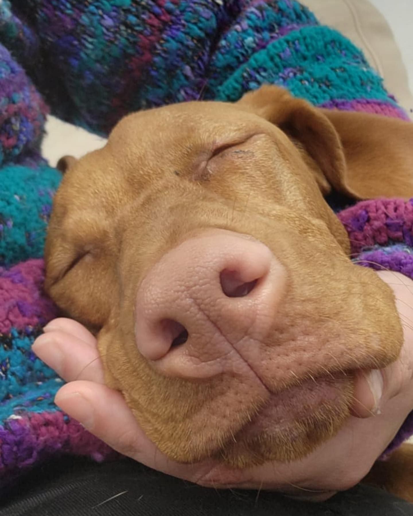 Idaho Dog Park Dog Daycare And Boarding Boise, ID