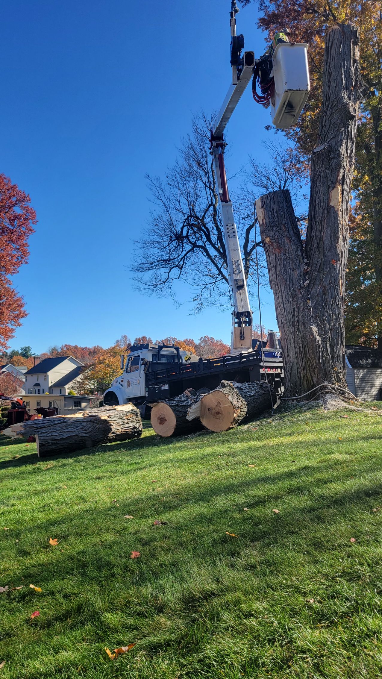 Tree Company Dave & Son Tree and Land Management, LLC Pulaski PA