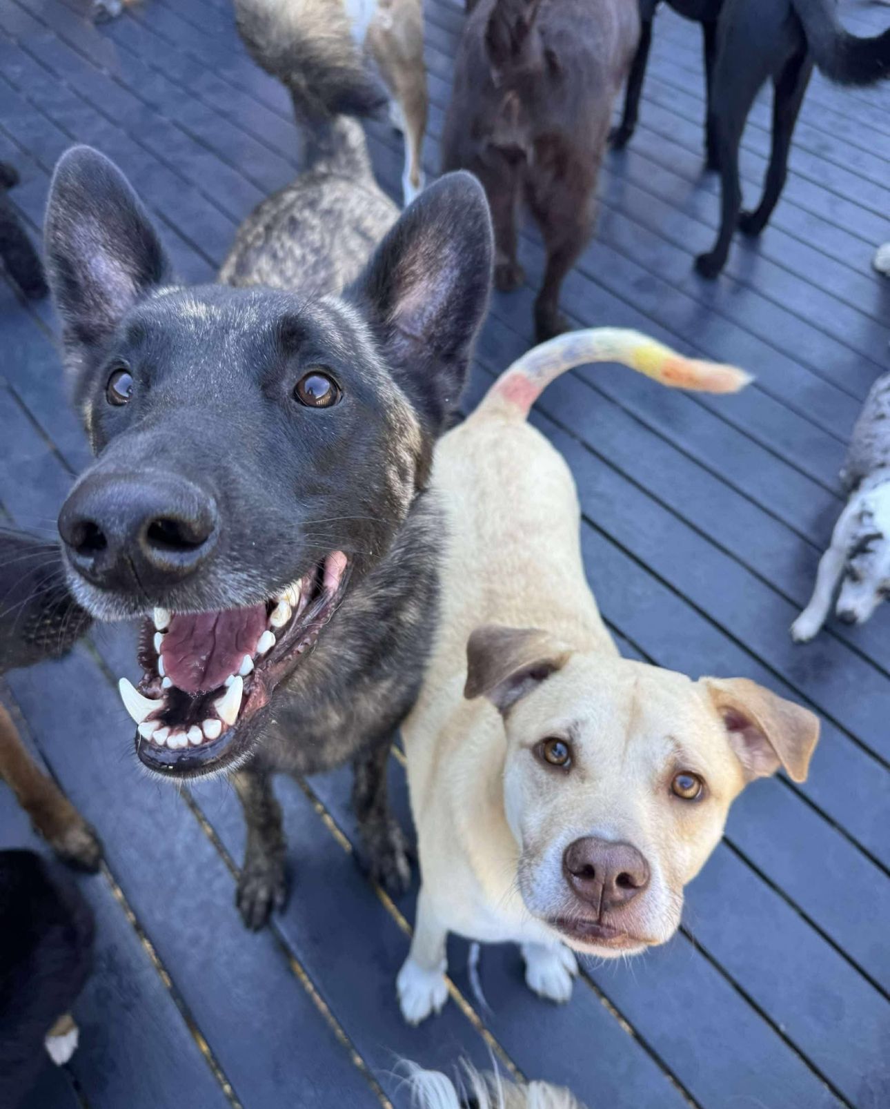 Two dogs, one brindle, one cream-colored, smile at the camera surrounded by other dogs on a wooden deck.