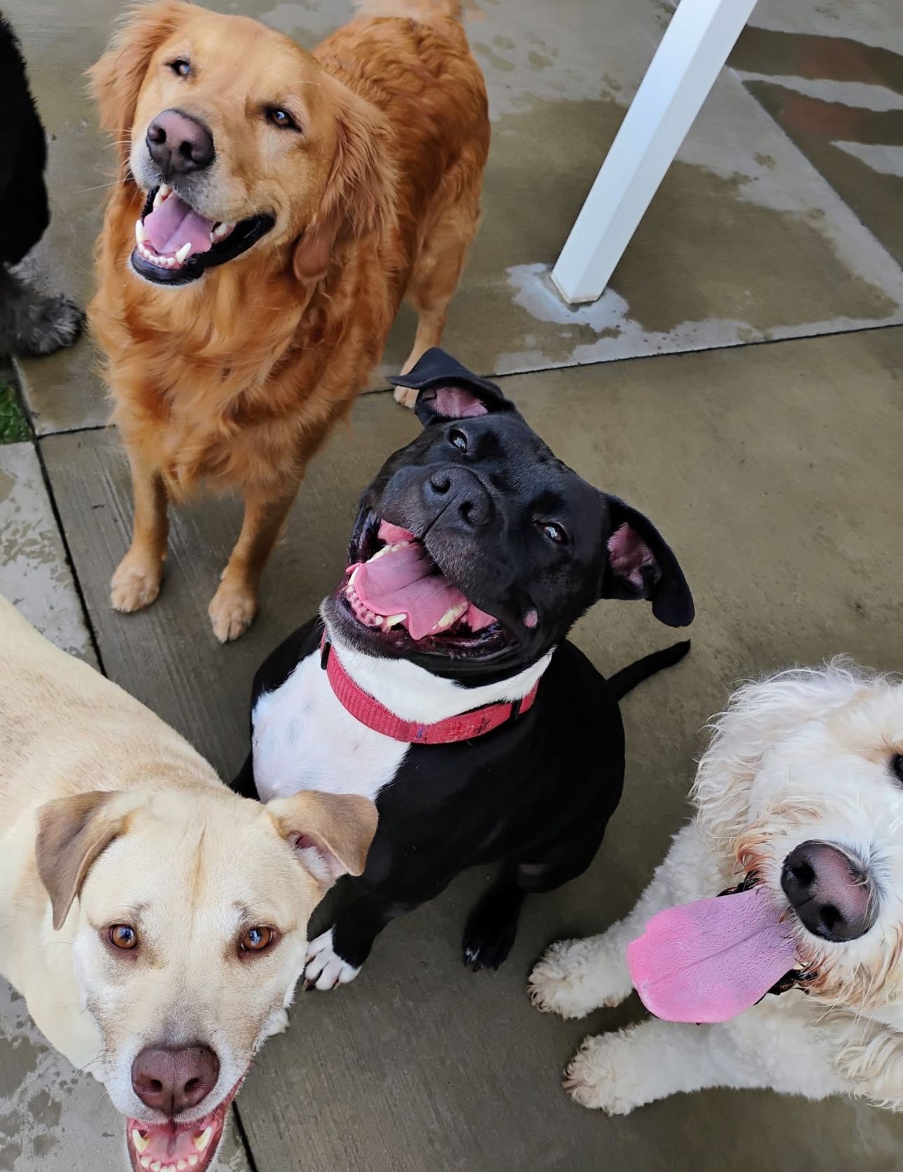 Four happy dogs: golden retriever, black and white pit bull, yellow lab, and cream-colored poodle mix, all looking up.