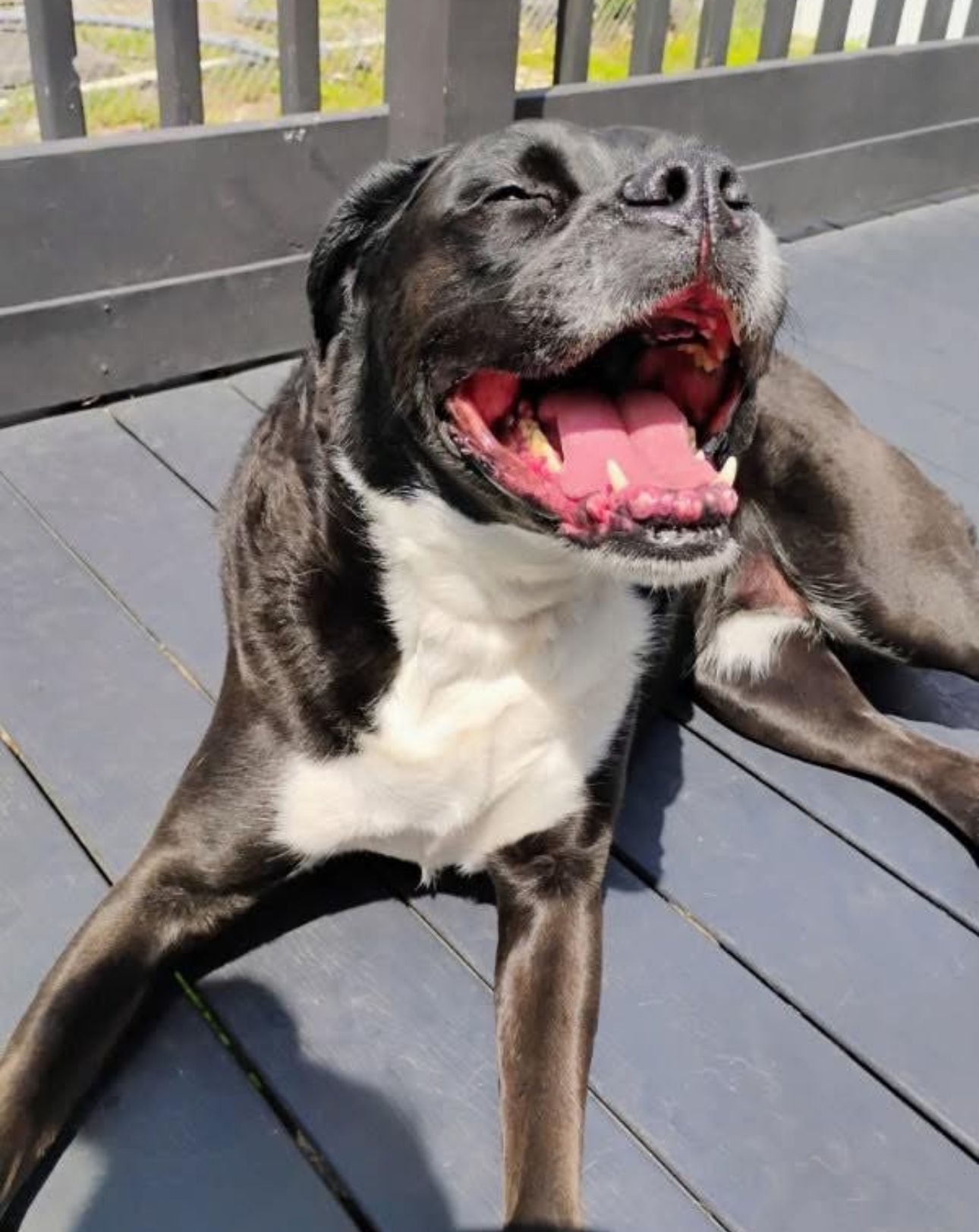 Black and white dog yawning on a grey wooden deck, enjoying the sunshine.