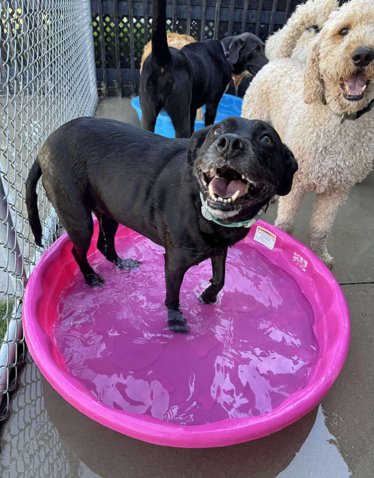Black dog in a pink kiddie pool, smiling, with other dogs in the background.