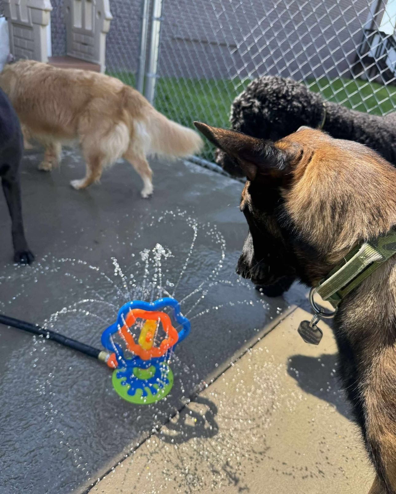 Dogs playing near a colorful water sprinkler on concrete, with a golden retriever in the background.