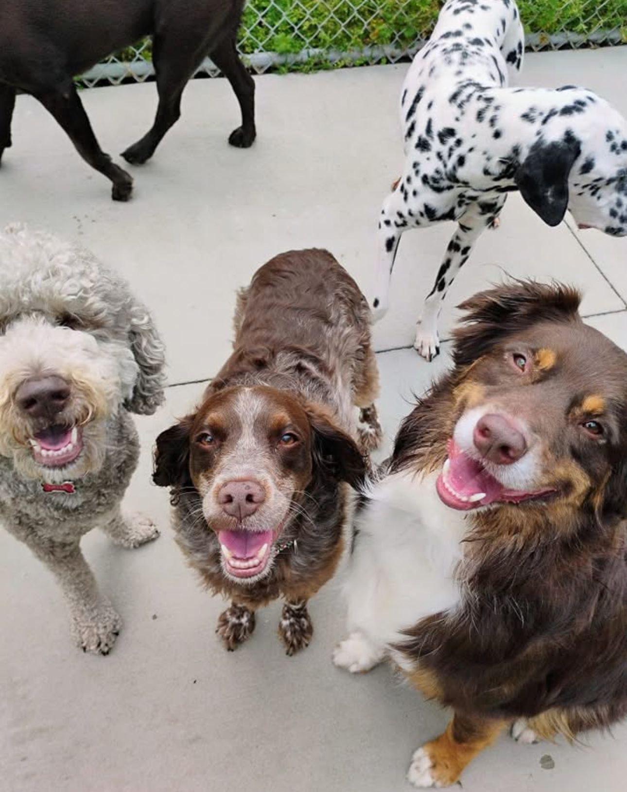 Five smiling dogs: a poodle, a brown mix, an Australian Shepherd, a Dalmatian, and a black dog on a concrete surface.