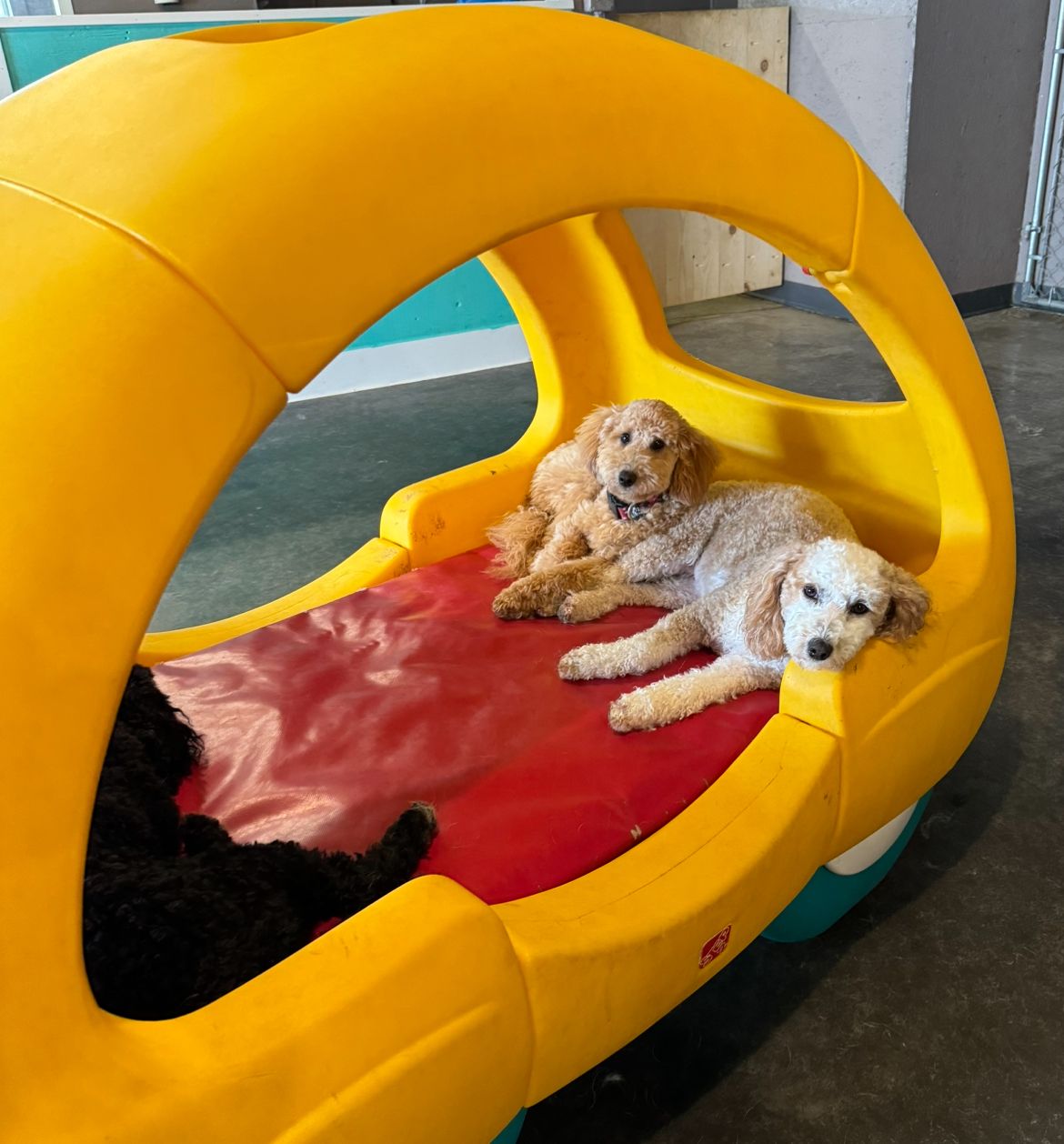 Two golden doodle dogs and a black dog relax in a yellow car-shaped play structure.