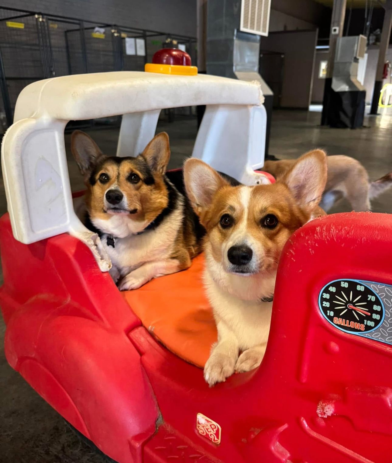 Two corgis in a red toy truck; one is looking forward, the other to the side. Interior setting.