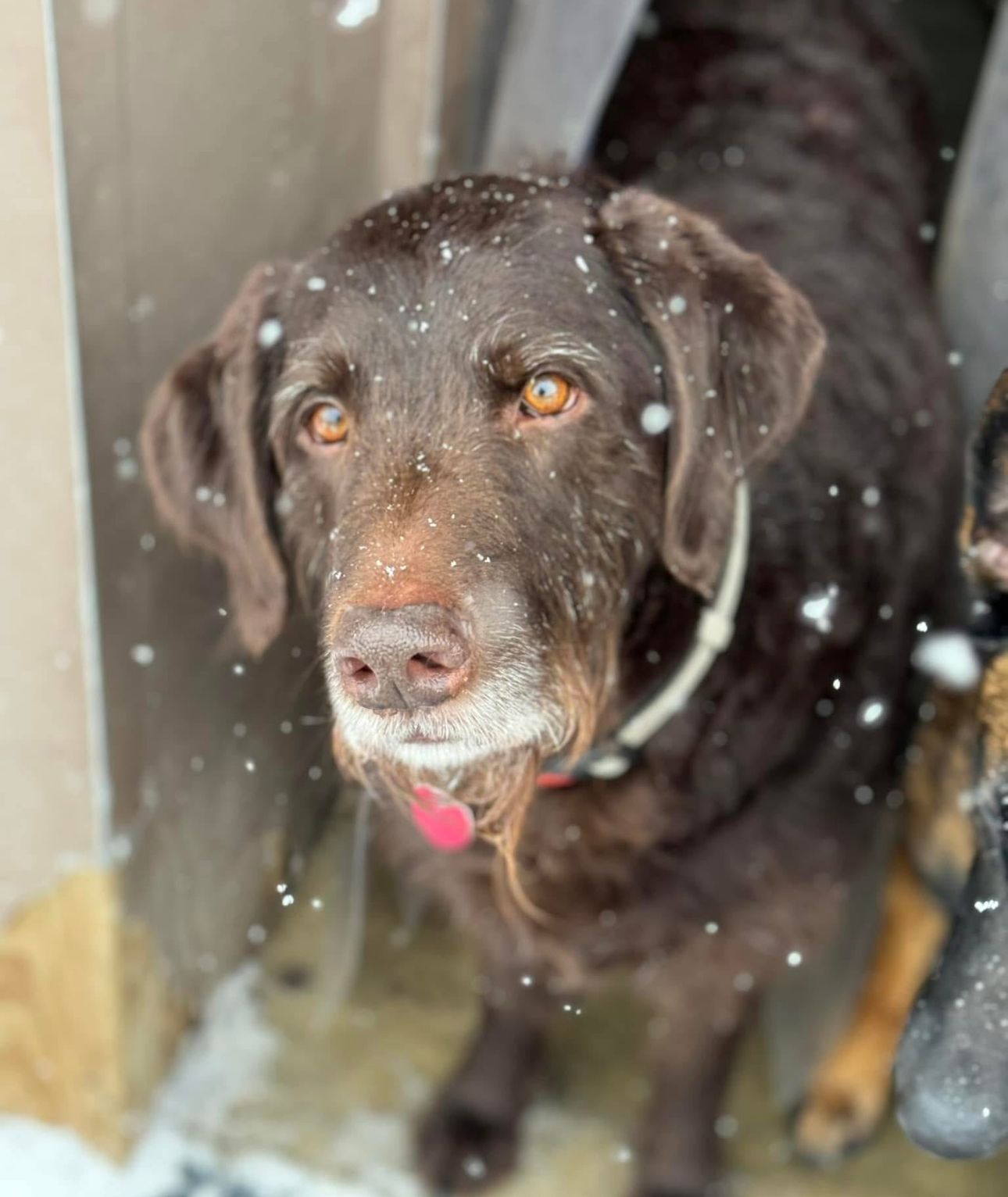 Chocolate Lab in snow, looking up with kind eyes; white-muzzled, wearing white collar.