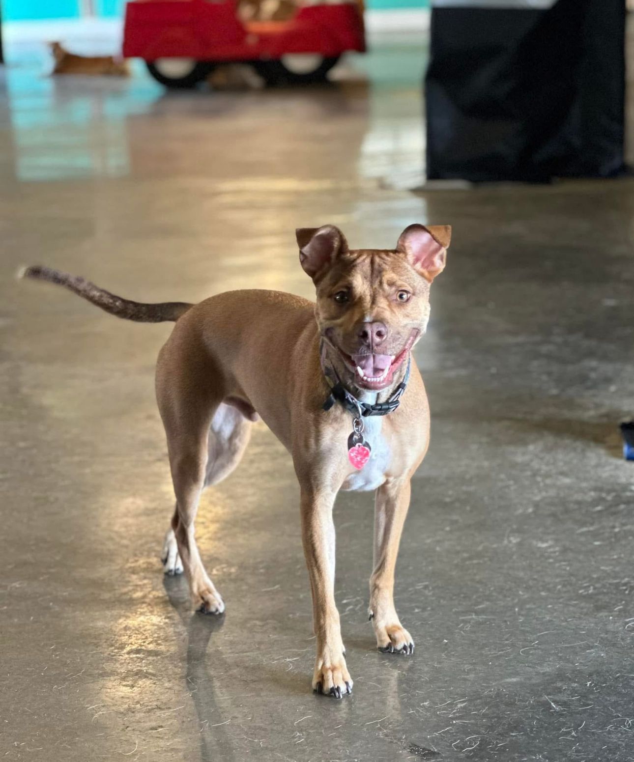 Brown dog with a collar, smiling, standing on a shiny floor.