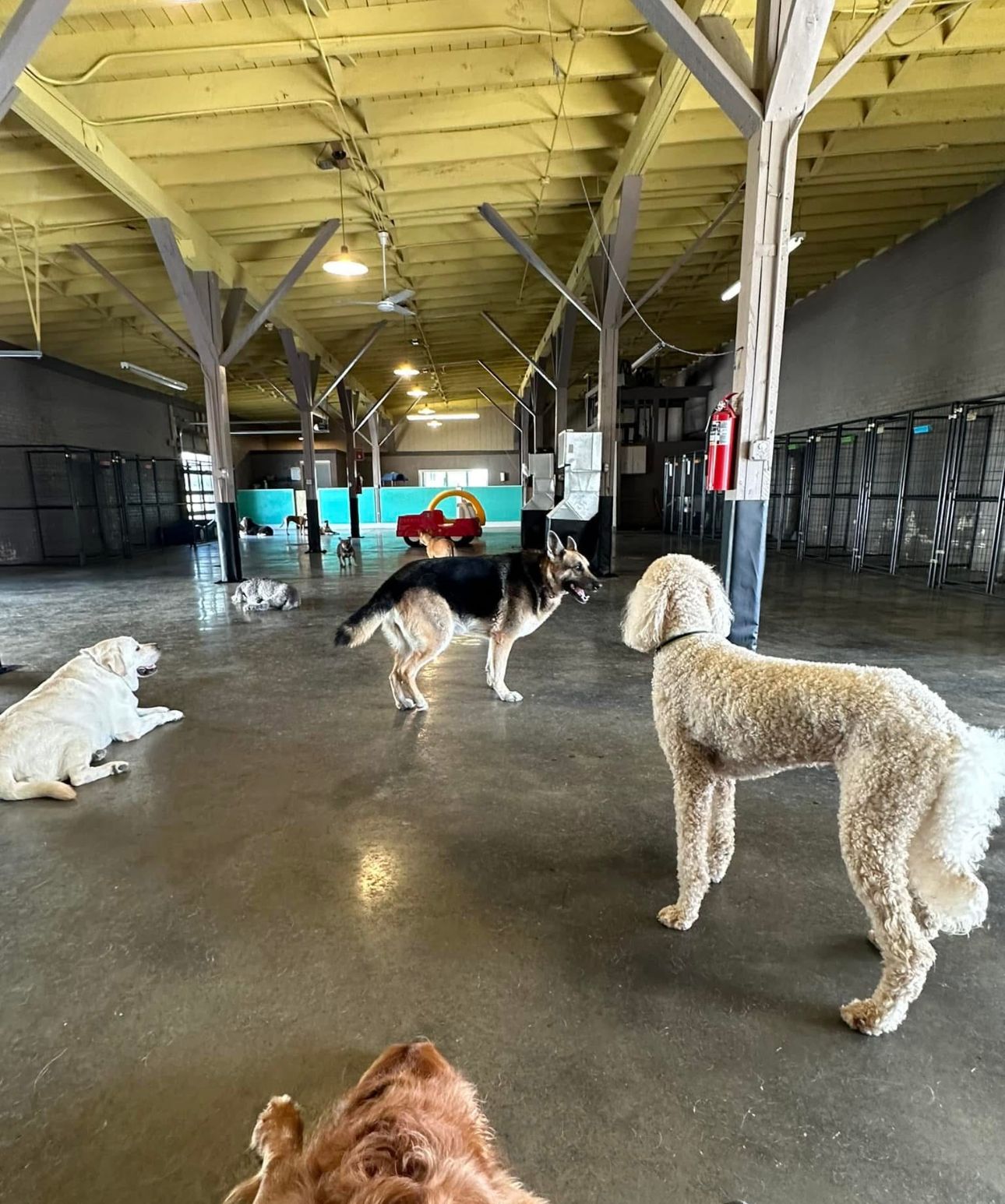 Dogs in an indoor play area; golden retriever, German shepherd, poodle, and others.