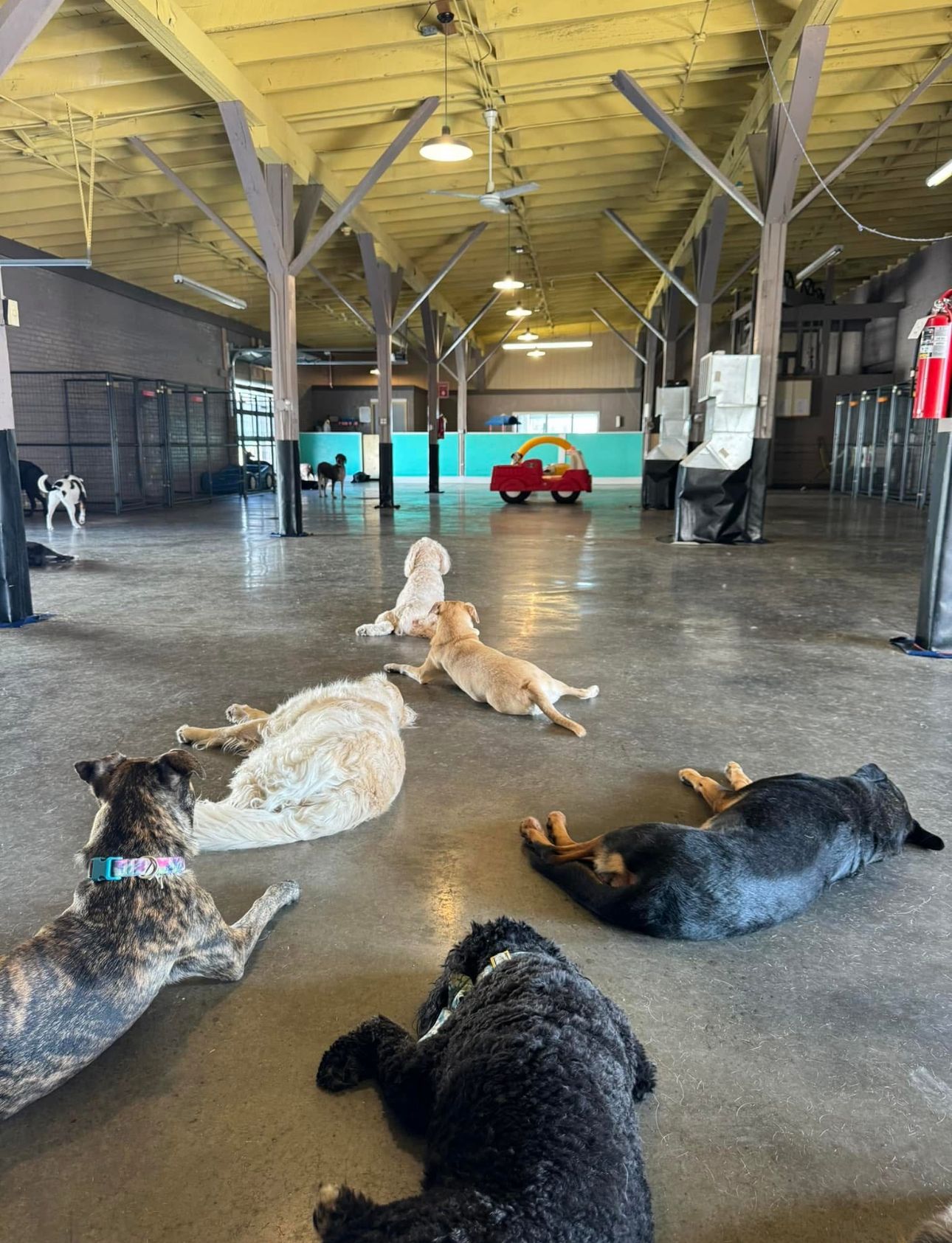 Dogs relaxing in an open indoor area with a red toy car in the background.