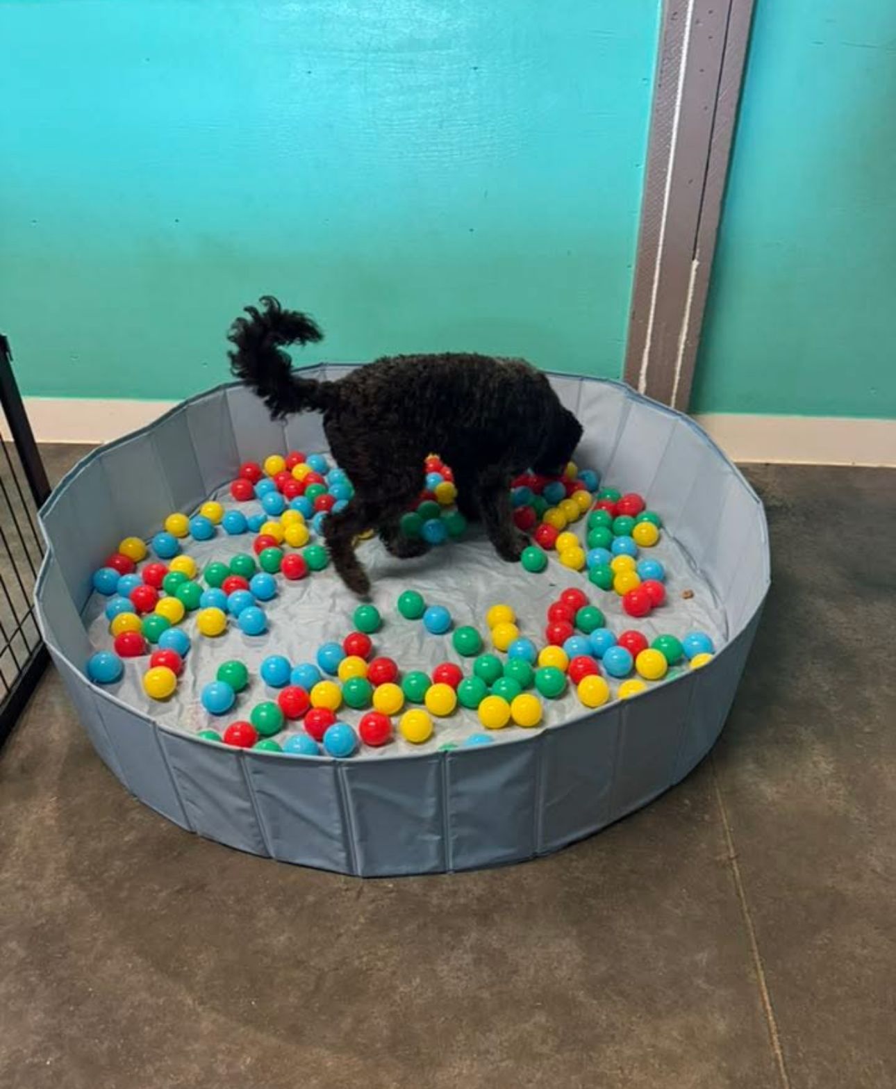 Black dog in a small ball pit with colorful balls, in a room with teal walls.