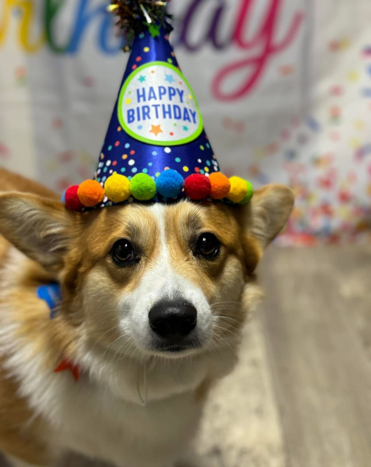 Corgi wearing a birthday hat, looking at the camera. Background with a