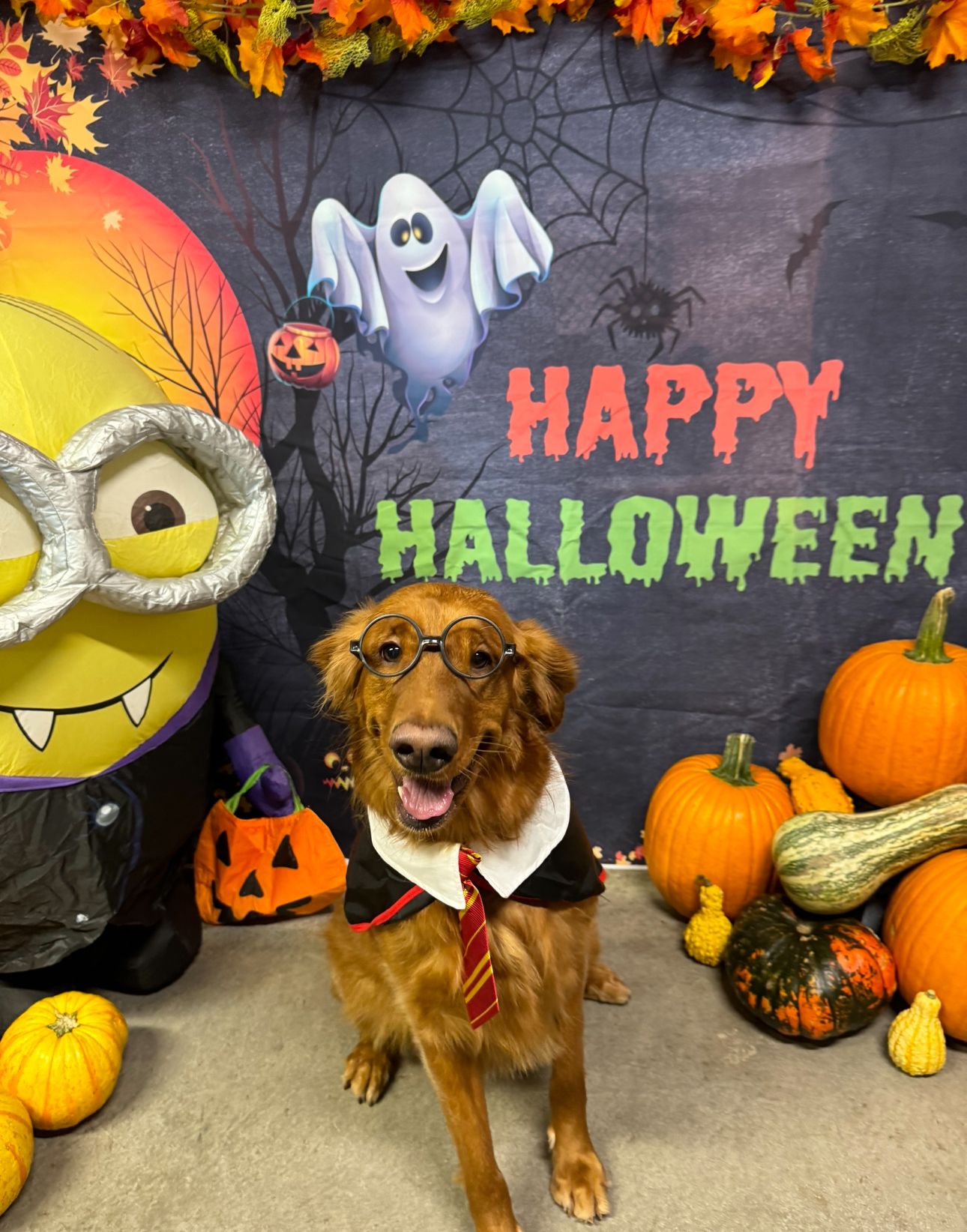 Golden retriever in a Harry Potter costume, smiling with a Halloween backdrop of pumpkins and decorations.