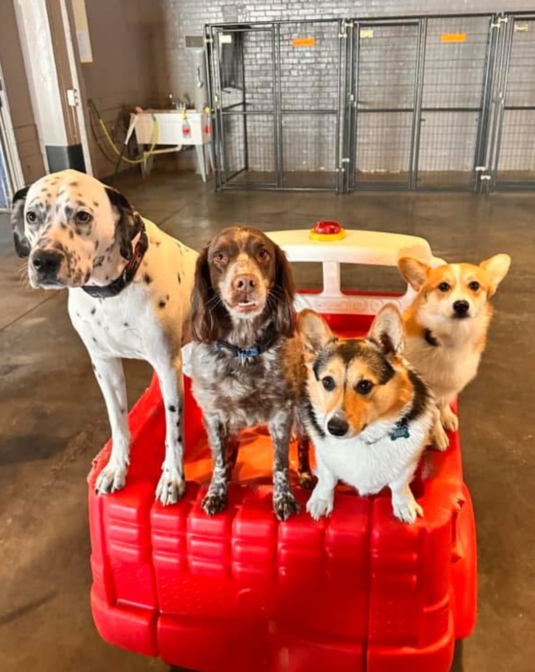 Four dogs of different breeds posing on a red toy truck in a dog daycare setting.