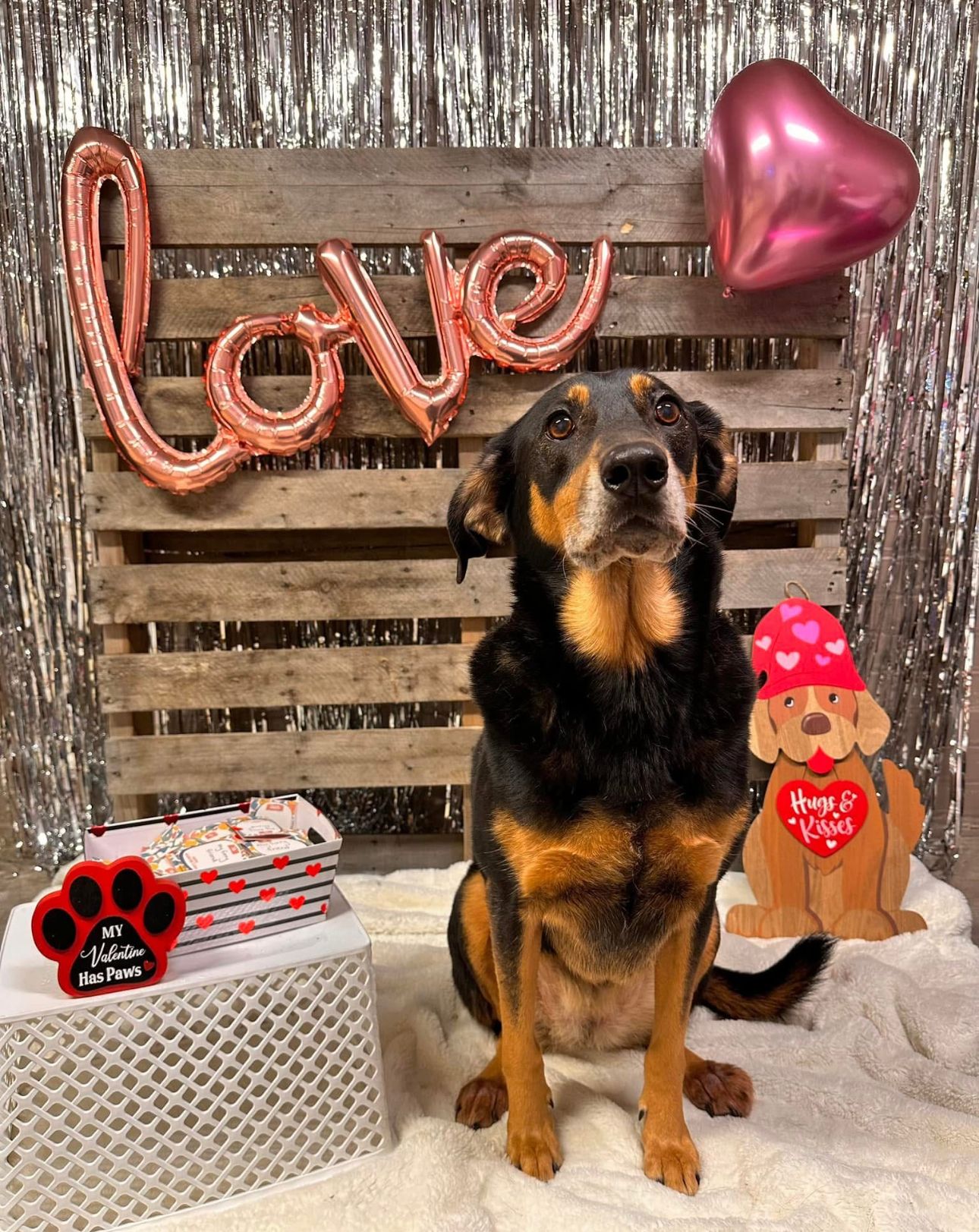 Dog sits in front of Valentine's Day decorations, including a