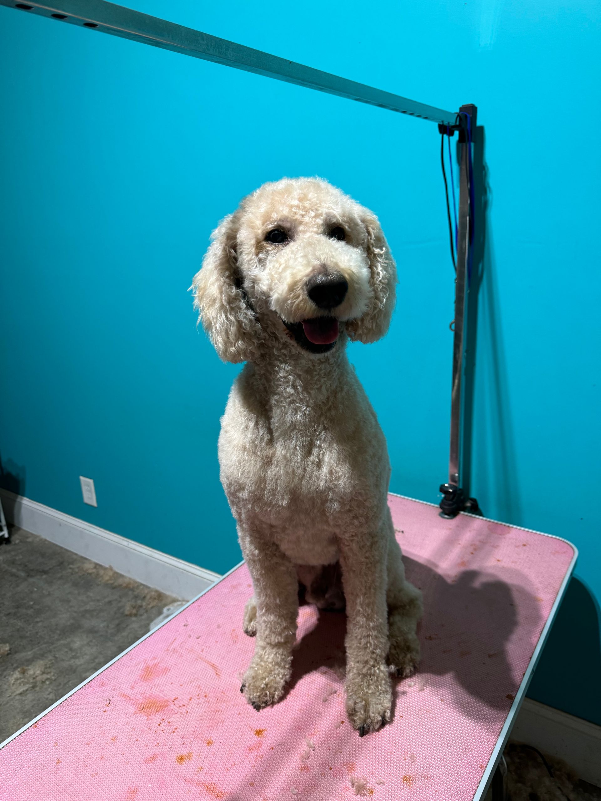 Golden doodle sitting on a pink grooming table, against a teal wall. Dog has a happy expression.