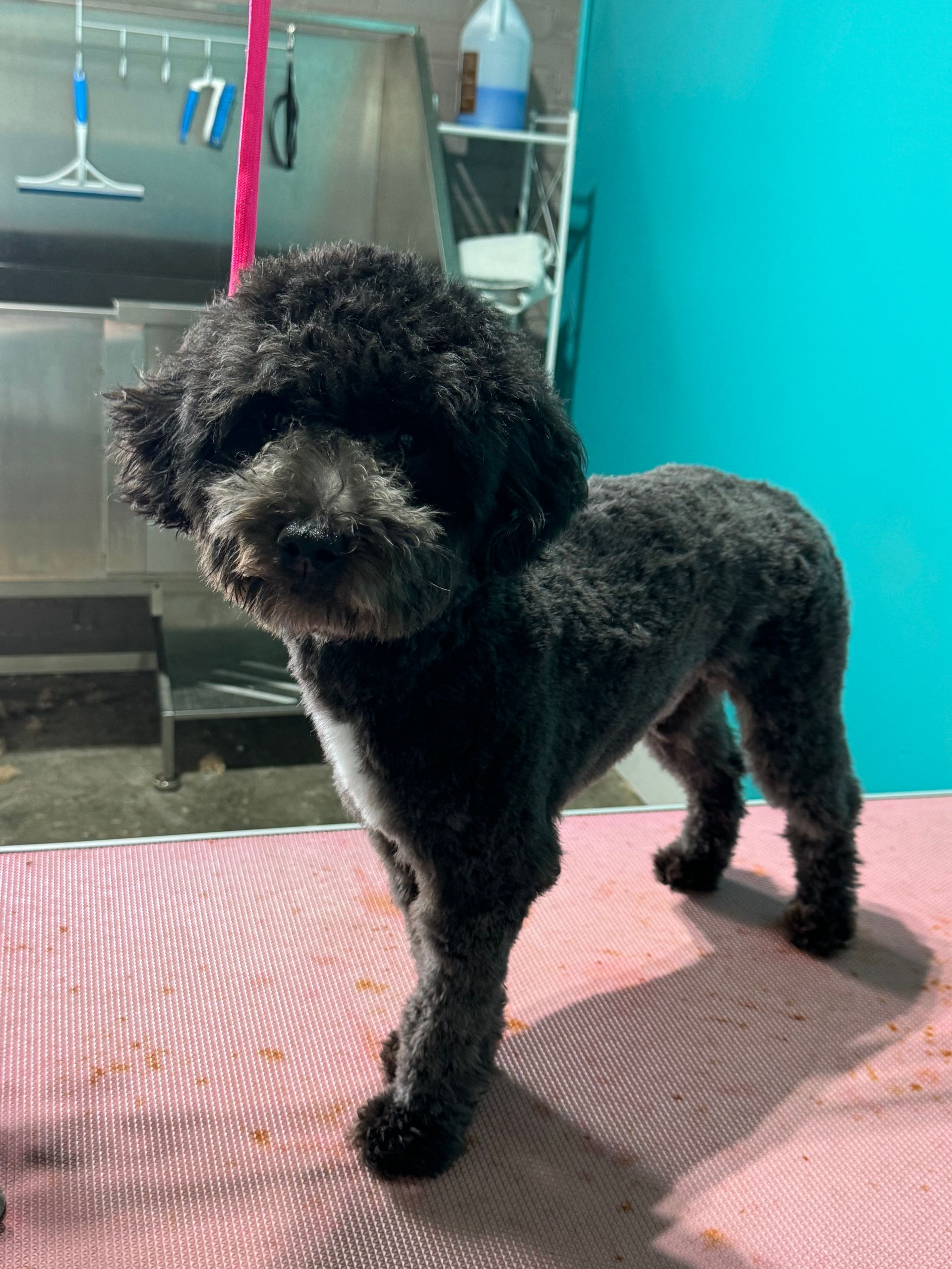 Black poodle dog, trimmed, standing on a grooming table. Turquoise background.