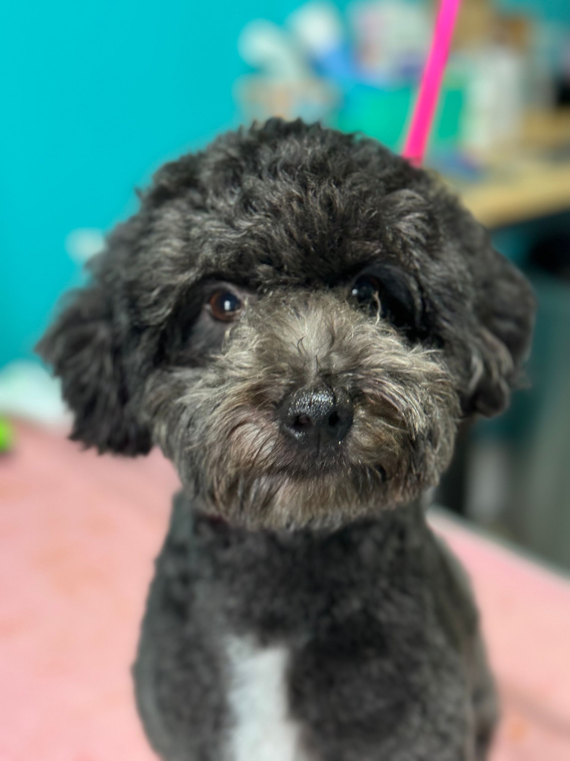 Black poodle with a fresh haircut, looking at the camera.