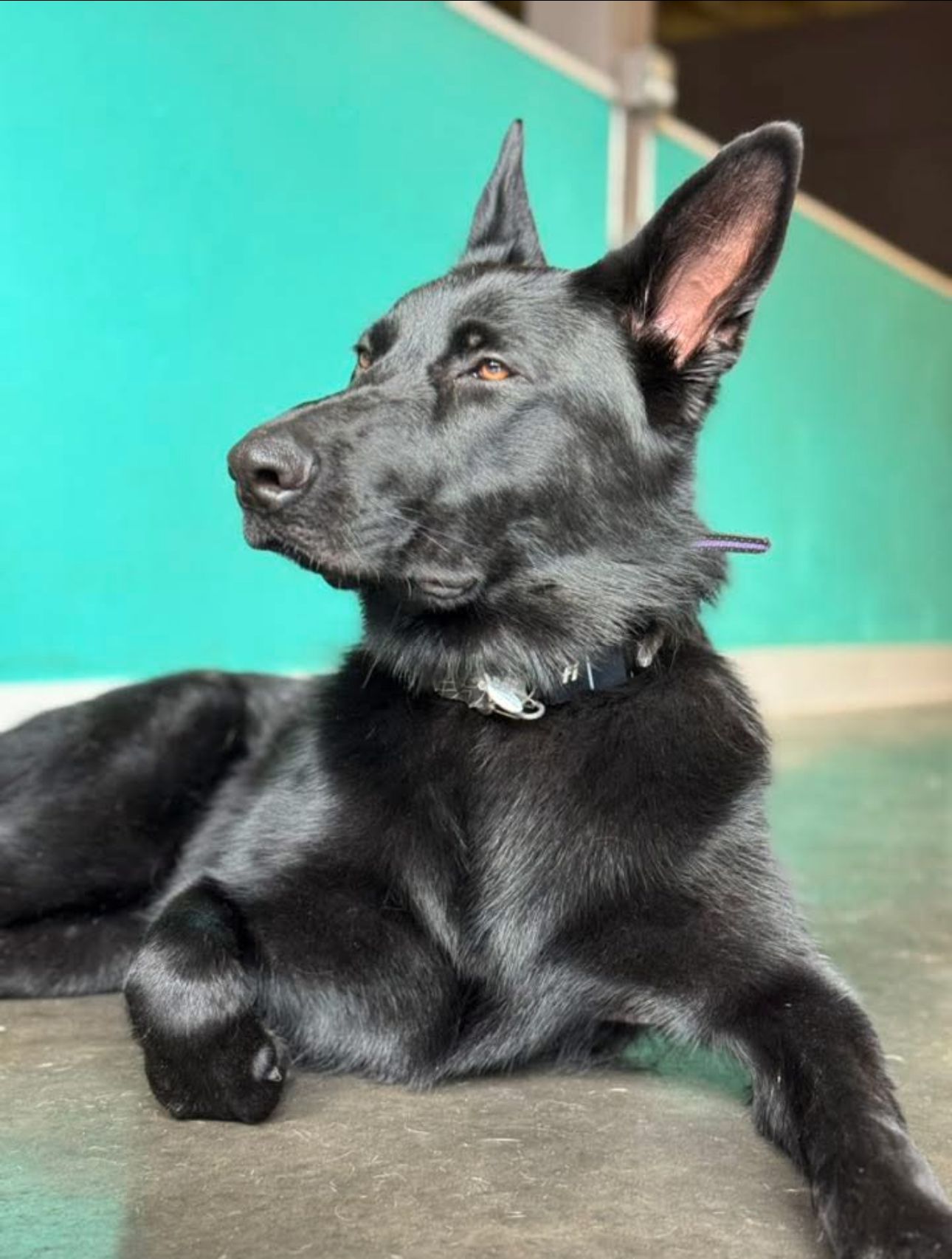 Black German Shepherd dog lying down, looking off to the side, against a turquoise wall.