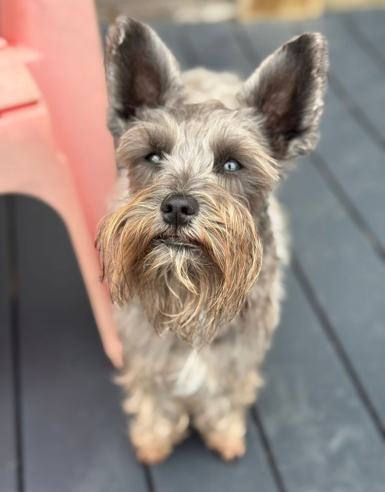 Schnauzer dog with piercing blue eyes, tan beard, and gray fur, standing on a wooden deck.