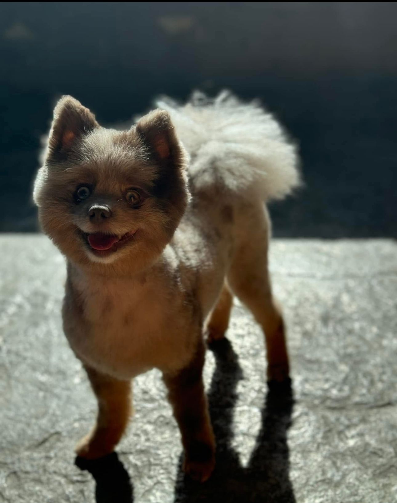 Smiling Pomeranian with a short haircut, standing and looking forward.