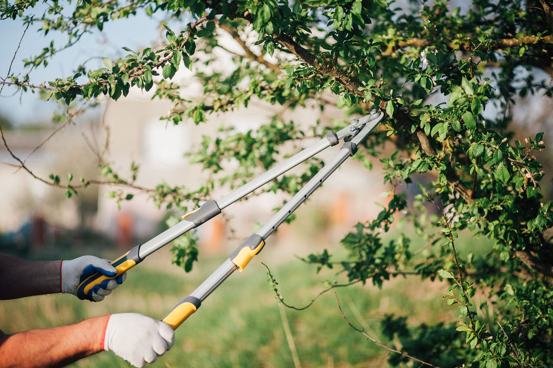 Lock Tree Service Tree Care | Lockhart Landscape & Tree Service Volant PA