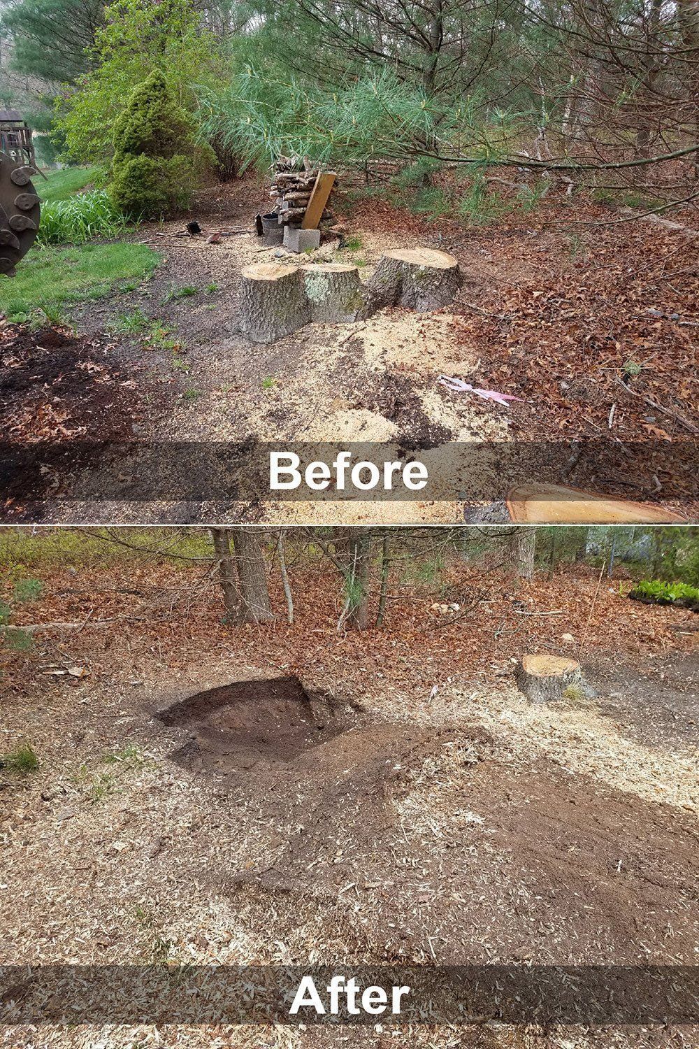 Stump Grinding Services Plymouth, MA Area