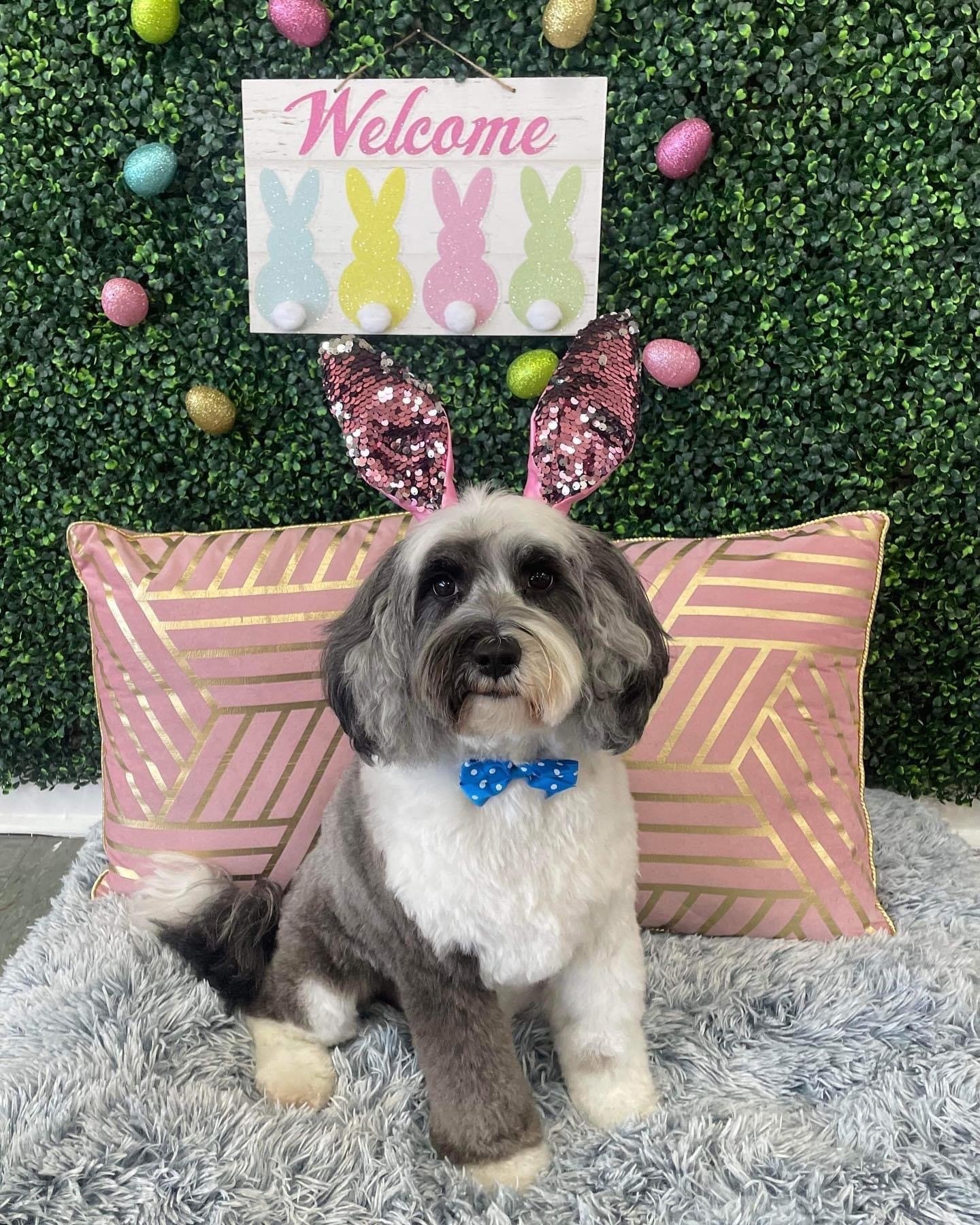 Dog Grooming The Dapper Dog Spaw Huntsville, AL