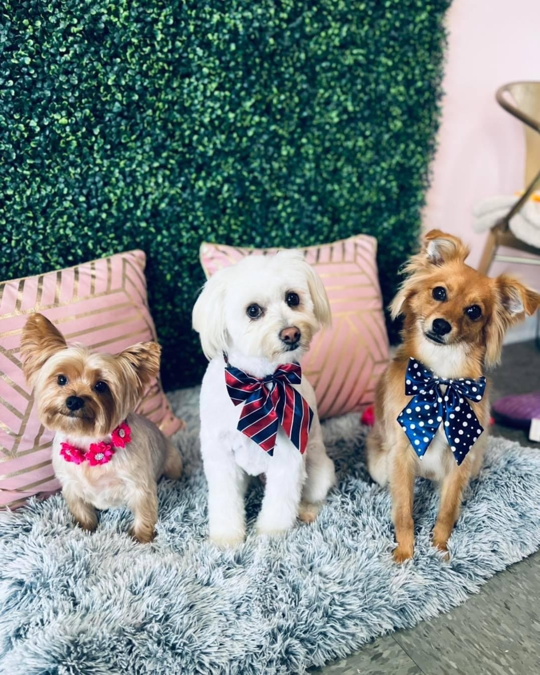 Dog Grooming The Dapper Dog Spaw Huntsville, AL