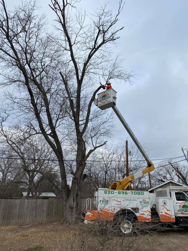 Tree Service Company Near Me | Texas Tree Service