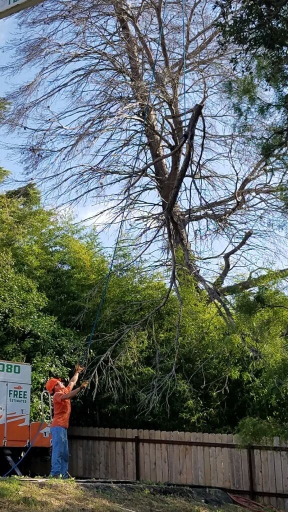 Tree Service Company Near Me | Texas Tree Service