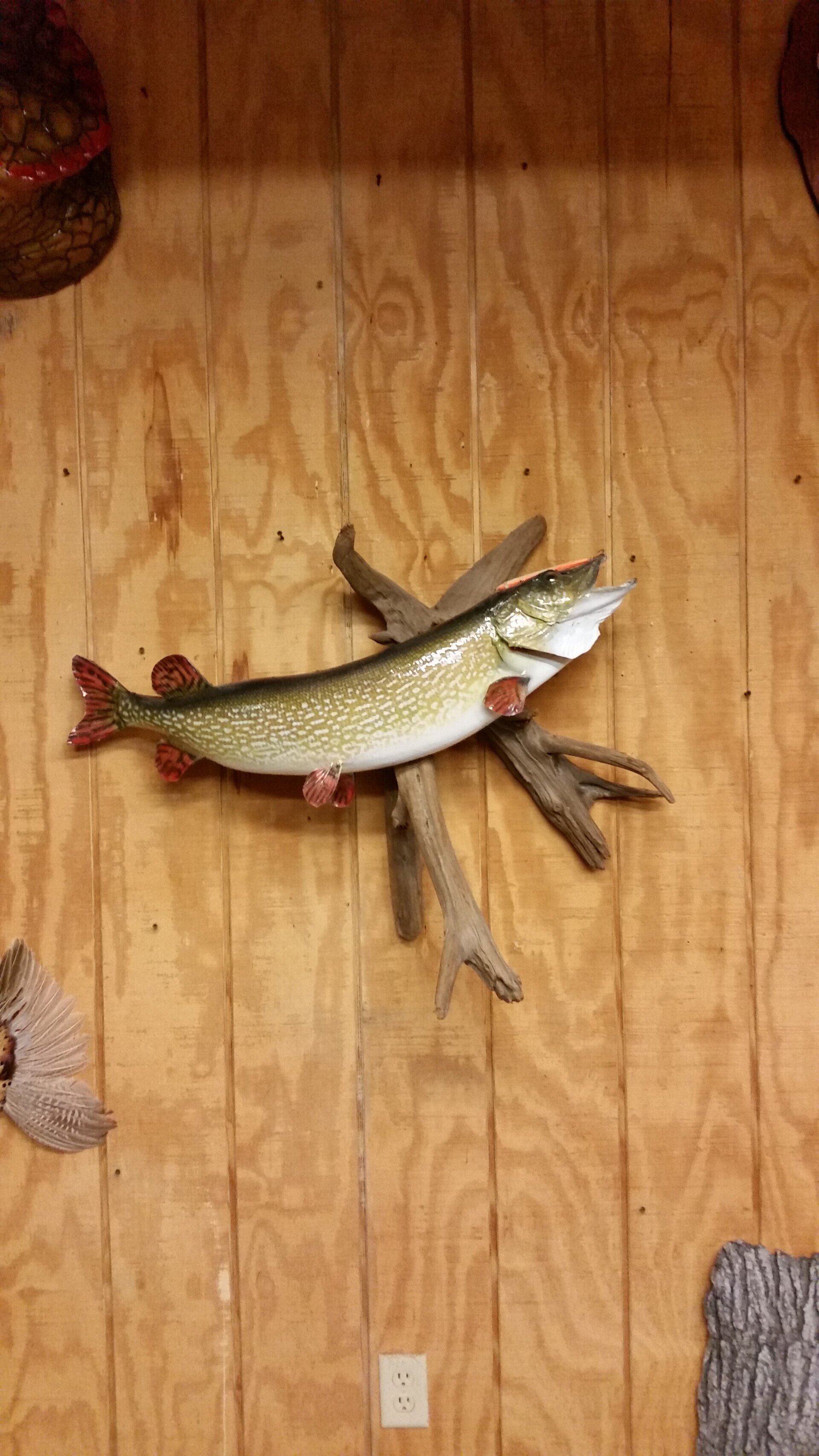 Taxidermy Gallery Animal Art Taxidermy Studios LLC