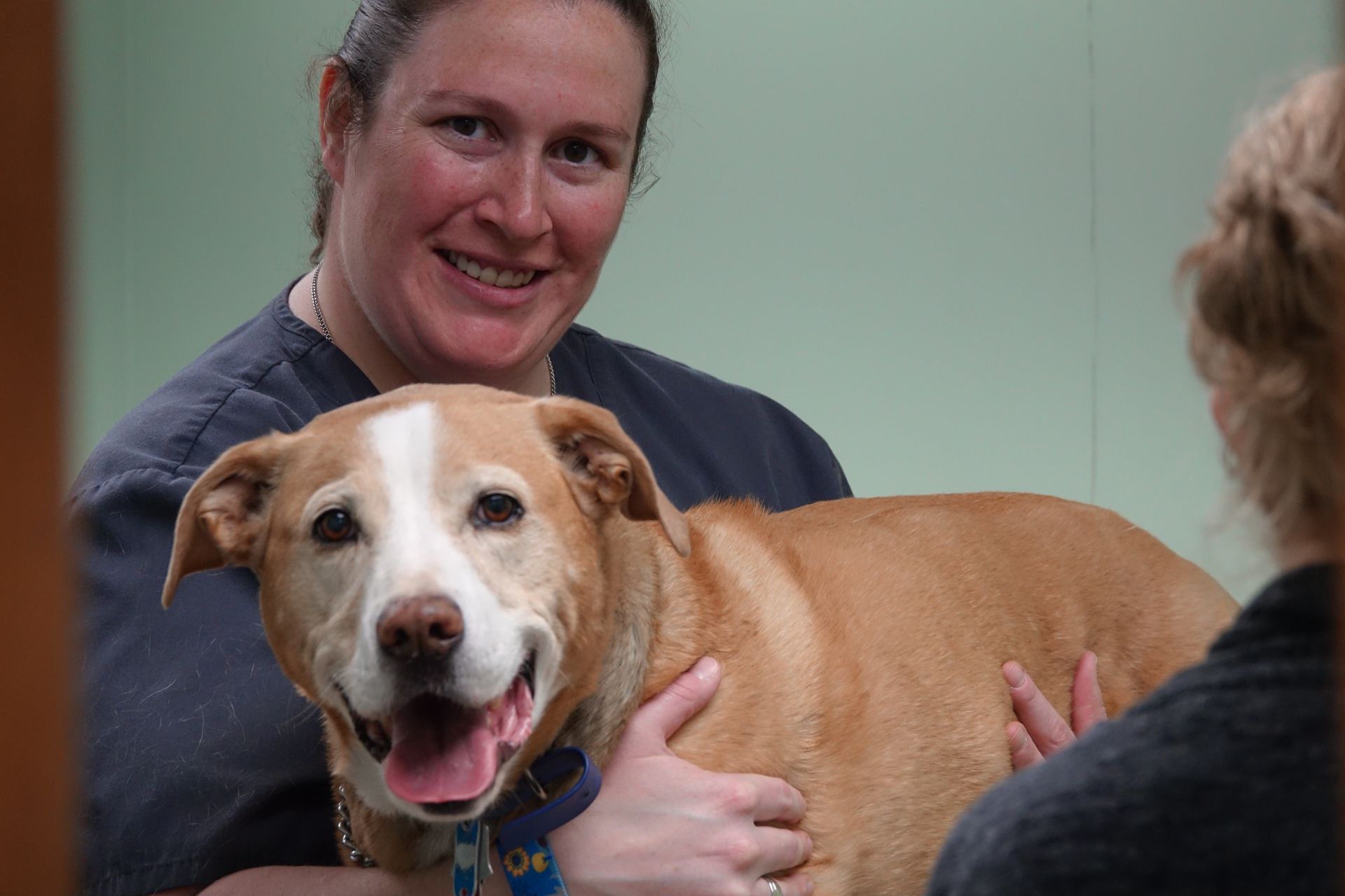 Testimonials Brecksville Animal Hospital