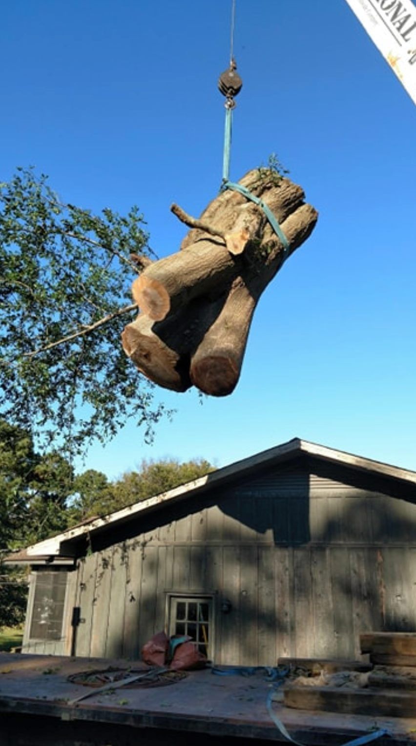 Project Gallery Paul Bunyan Tree Service