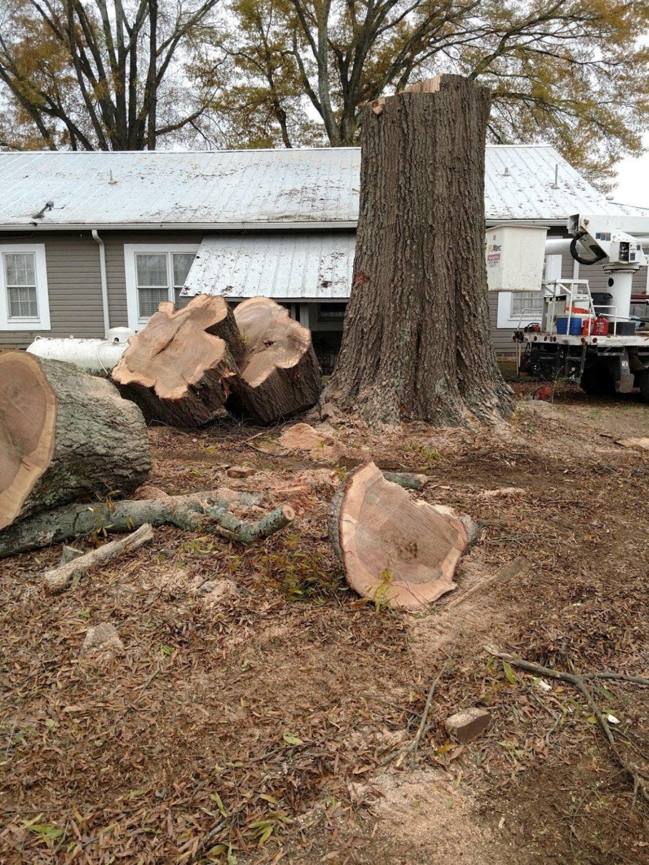 Project Gallery Paul Bunyan Tree Service