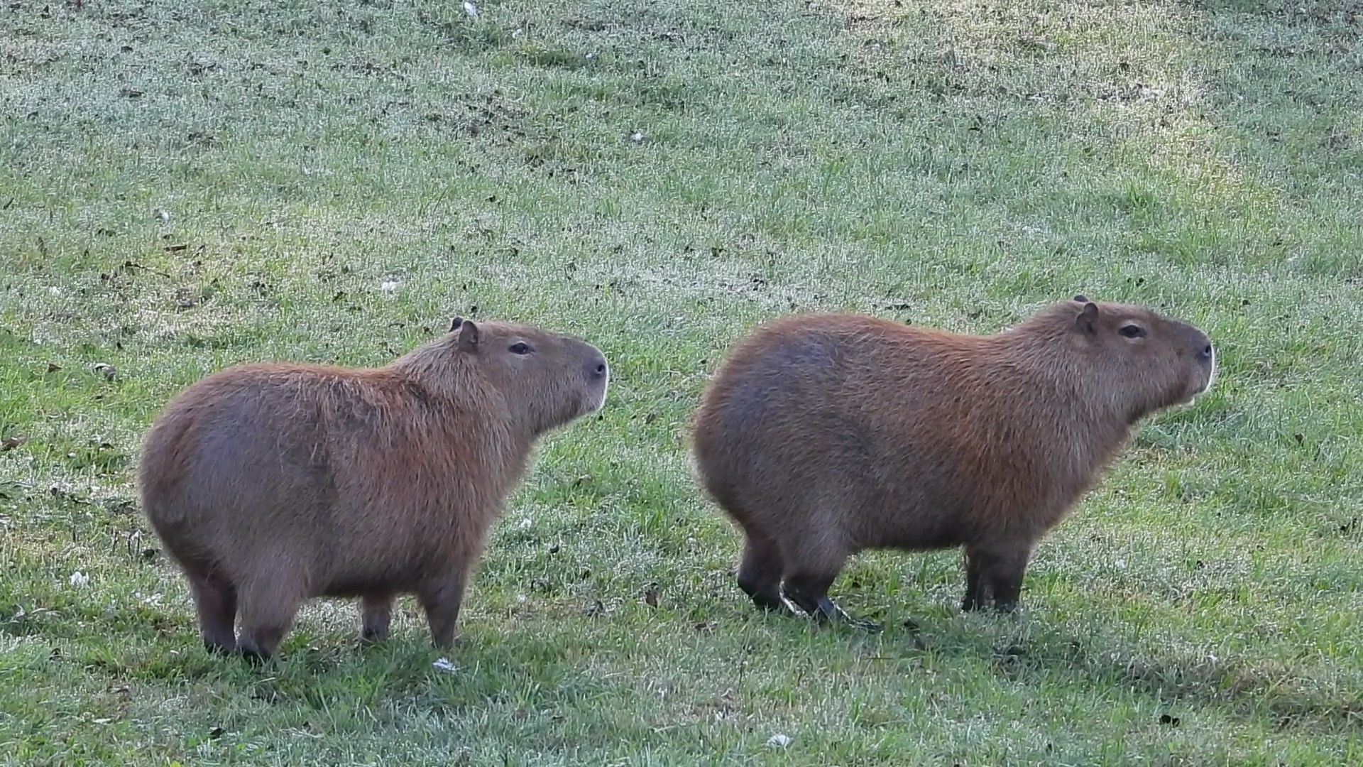 Two brown capybaras standing on green grass.