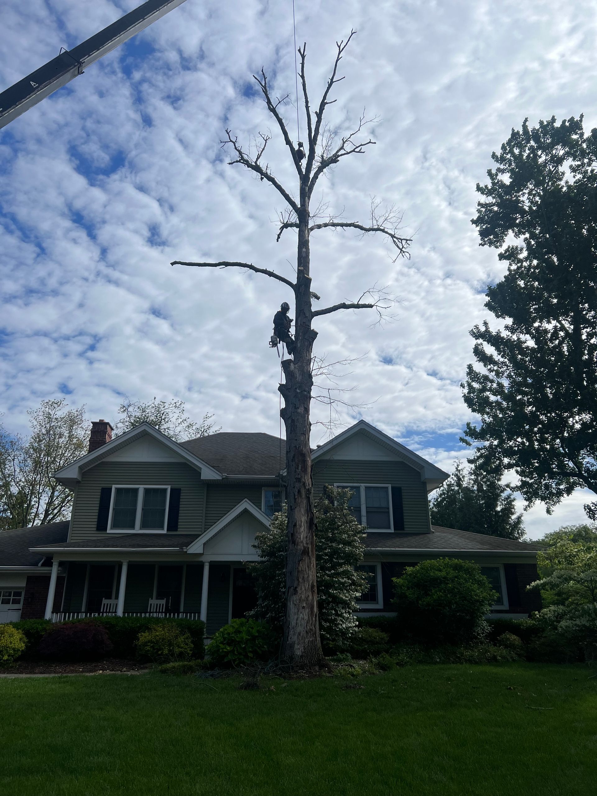 Tree Service in Morristown NJ | JH Tree Service