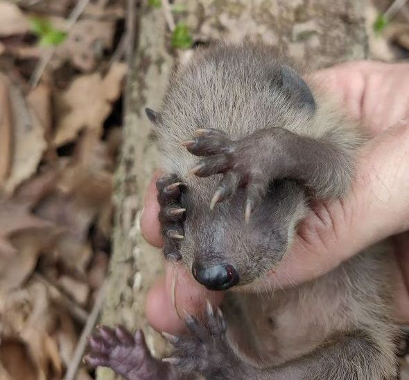 About TLC Wildlife Management