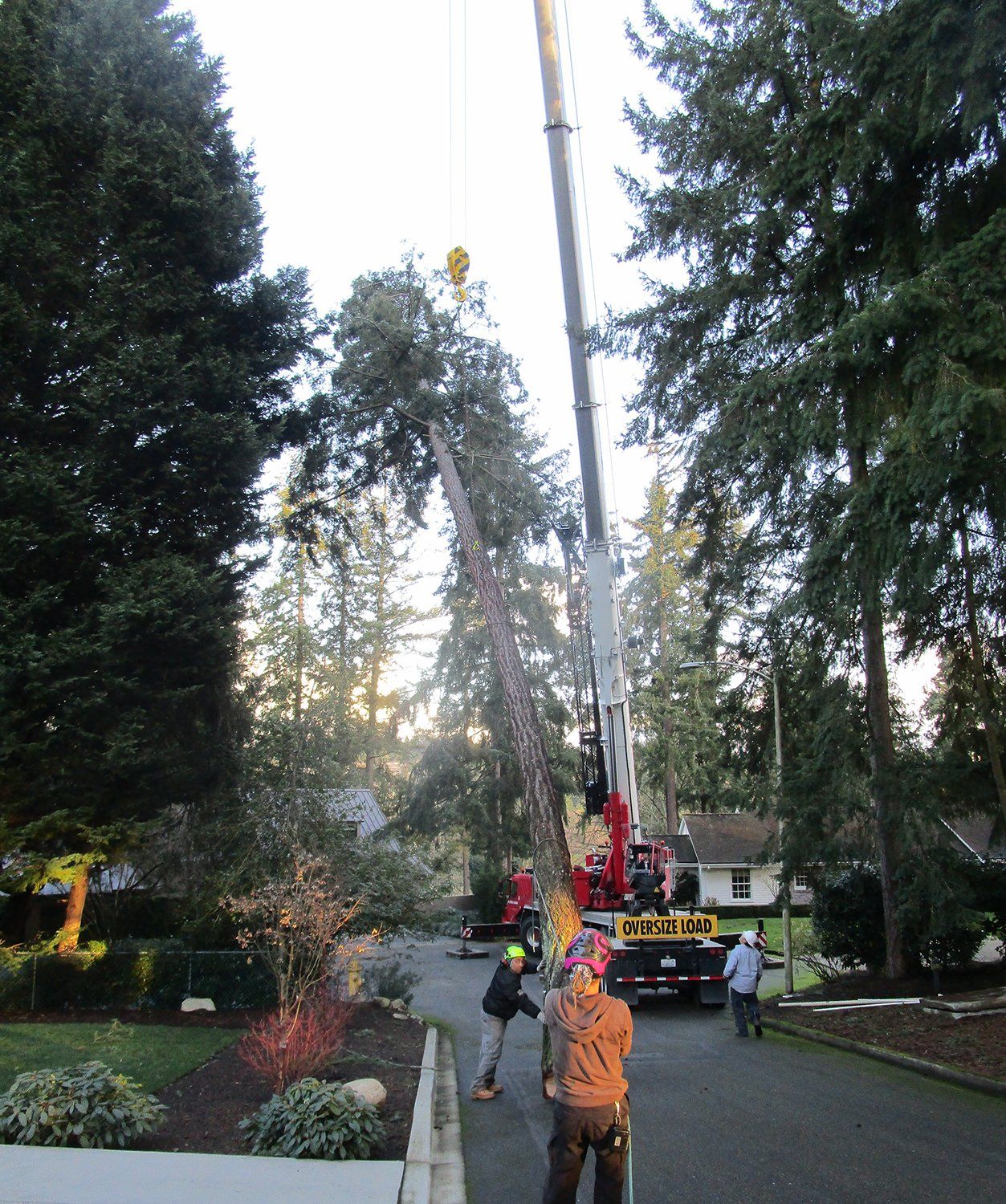 Tree Care | P.I.N.K. Chainsaw Tree Service, LLC Snohomish WA