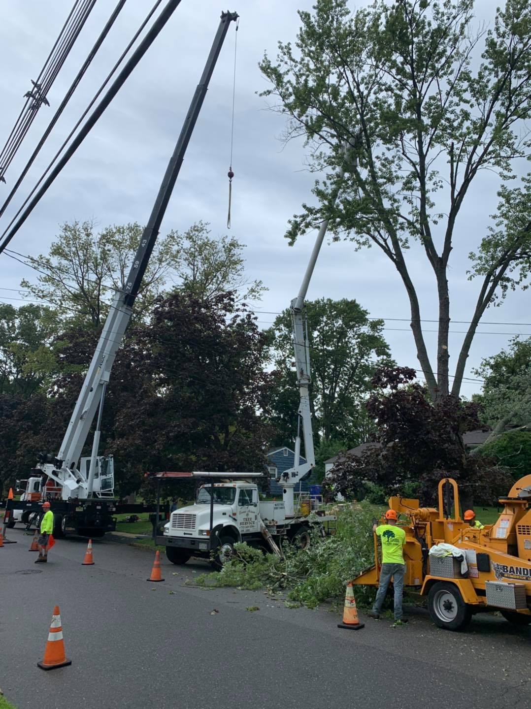 Tree Service Toms River, NJ Toms River Tree Service. Tree Removal