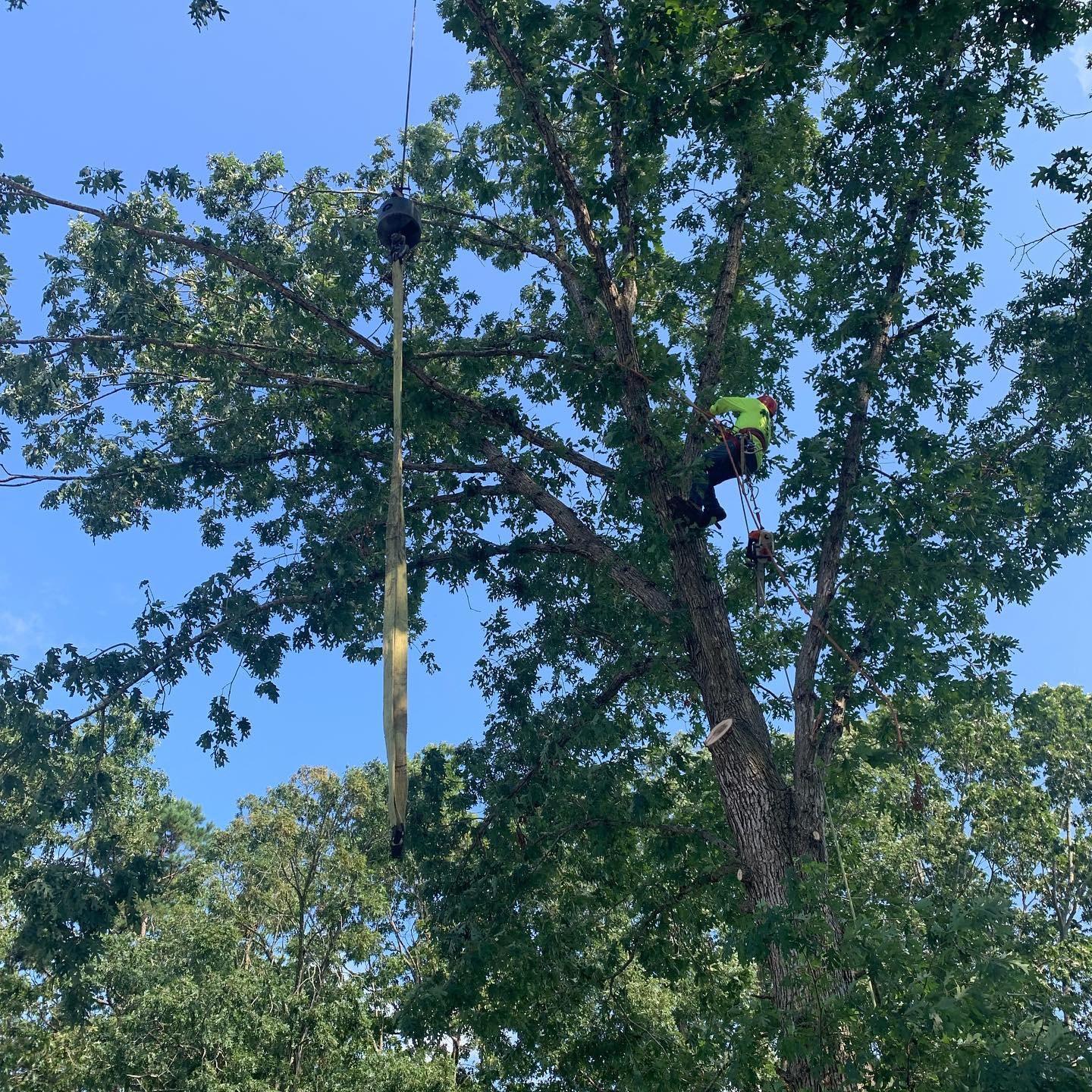About Toms River Tree Service Toms River, NJ Tree Removal