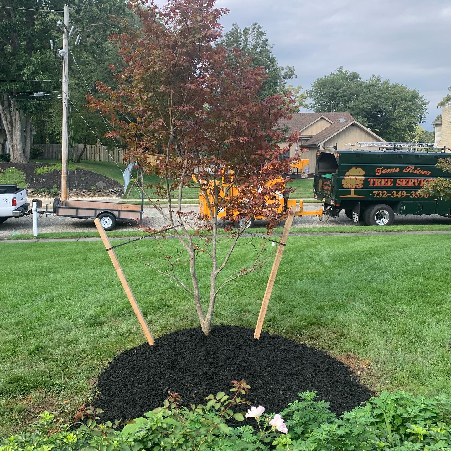 Tree Service Toms River, NJ Toms River Tree Service. Tree Removal